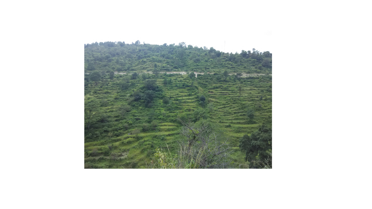 Untitled design (3).png