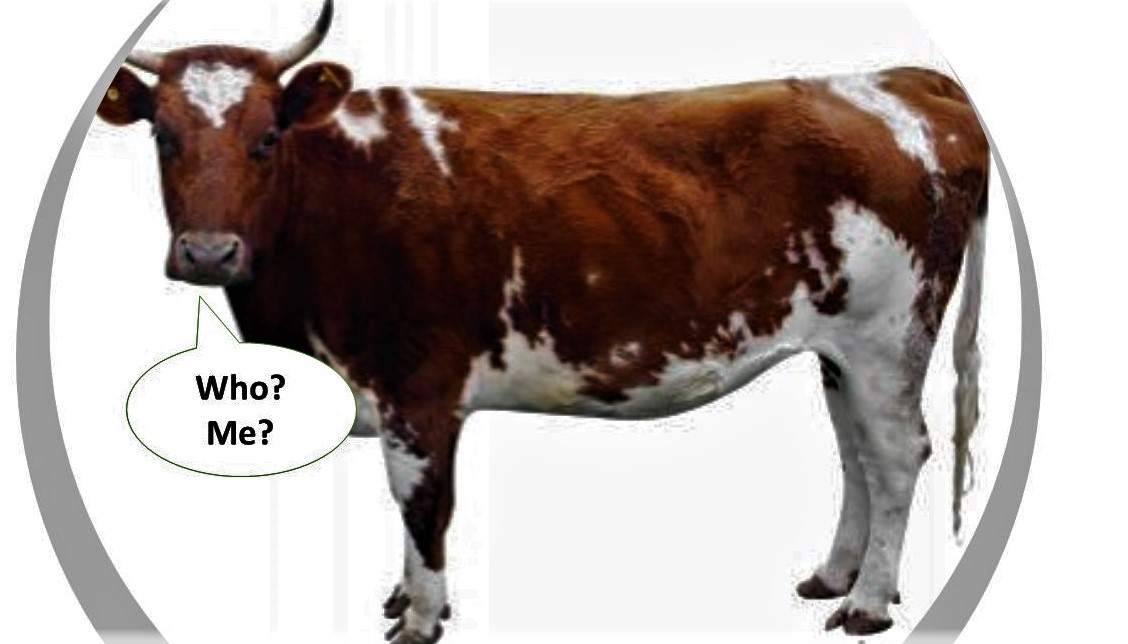 Cow who me 22.jpg