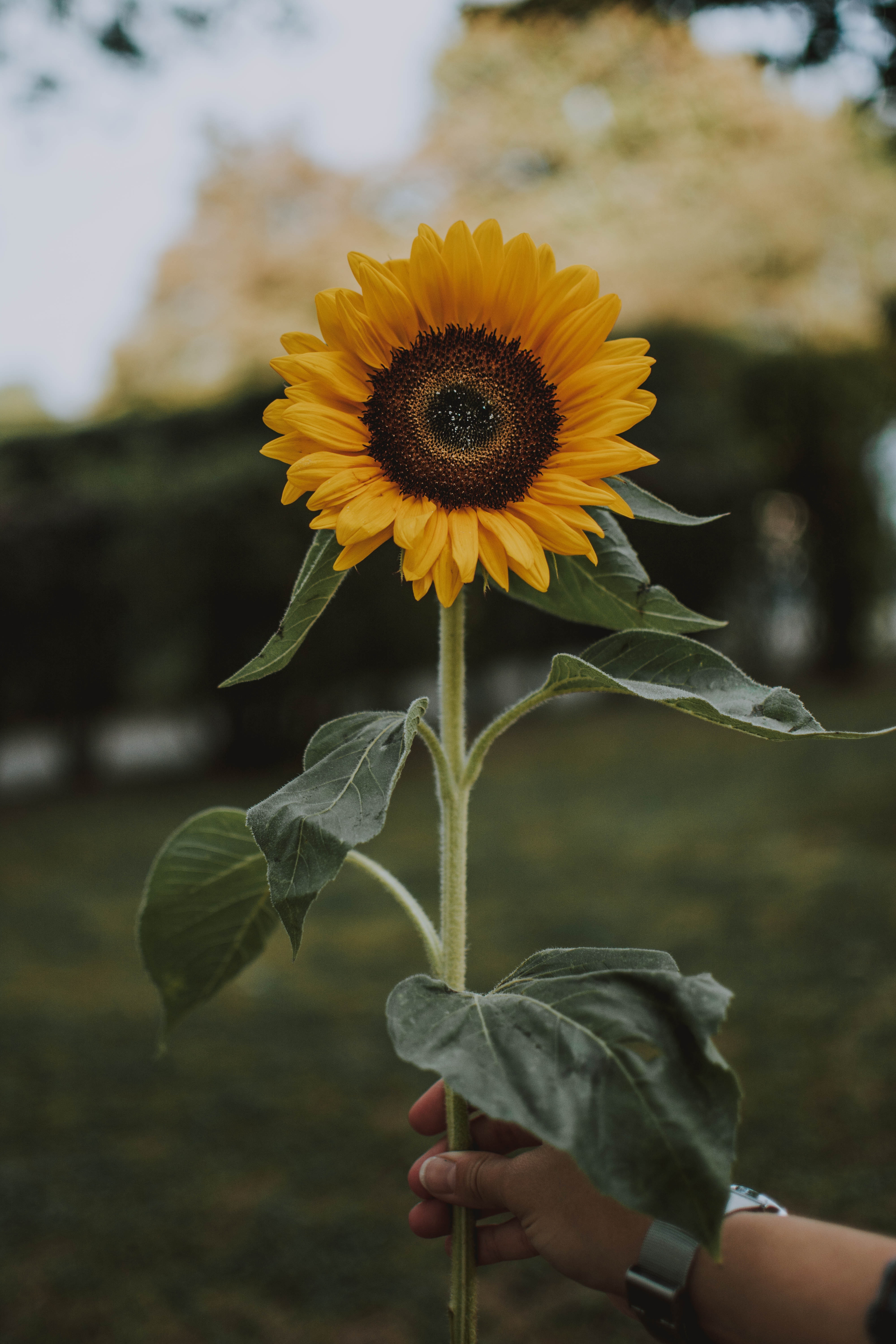 pexels-lilartsy-1624076.jpg