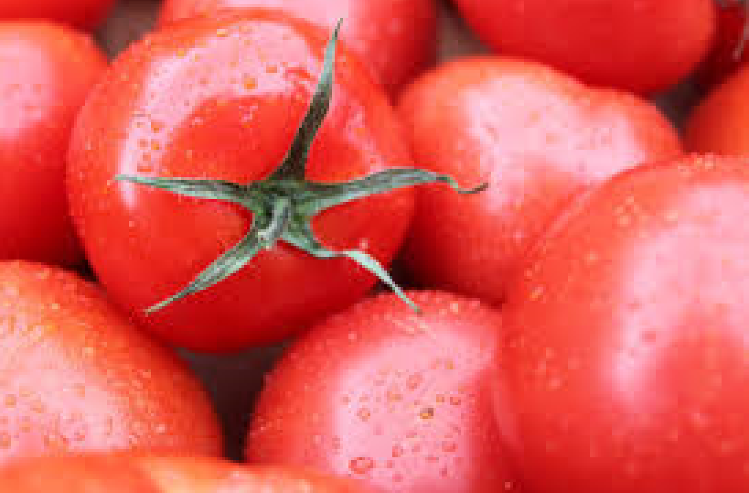 tomatoes.png