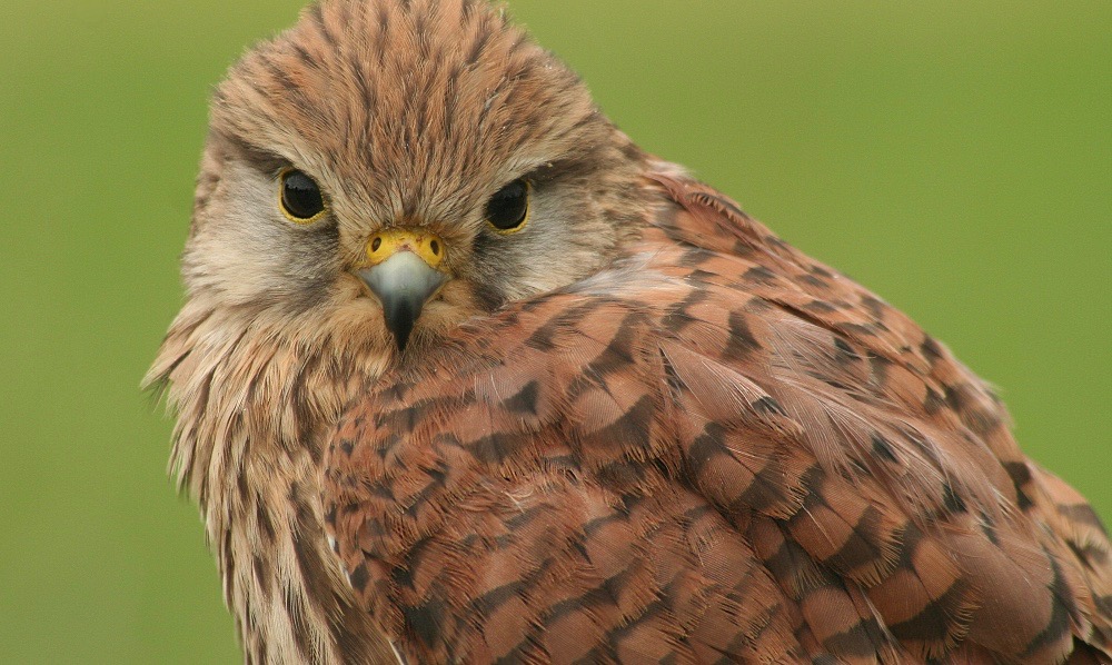 kestrel_by_fantasticfennec 3.jpg