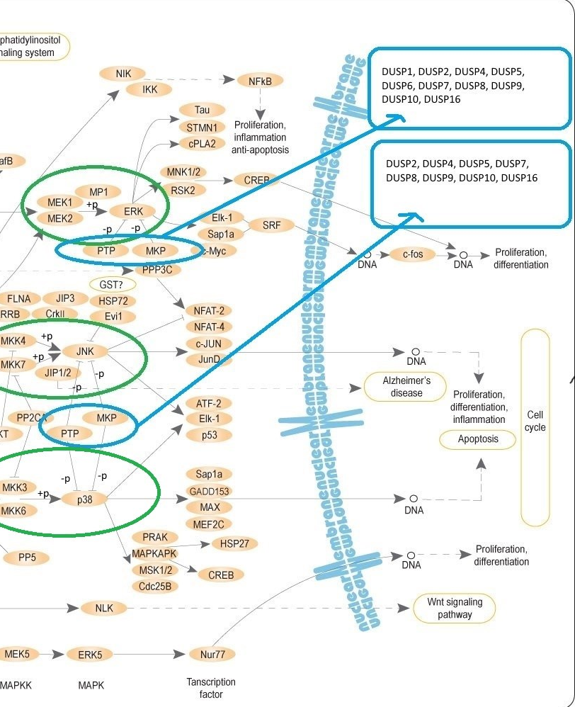 MAPK_pathways_3333.png