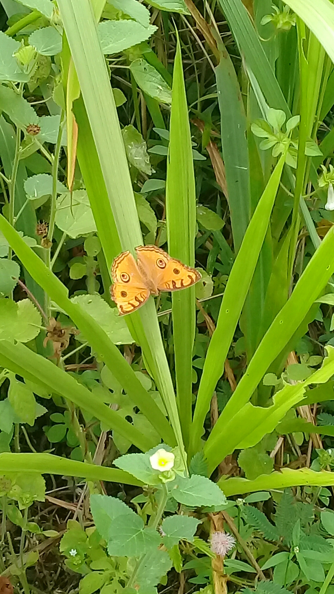20180623_114826.jpg