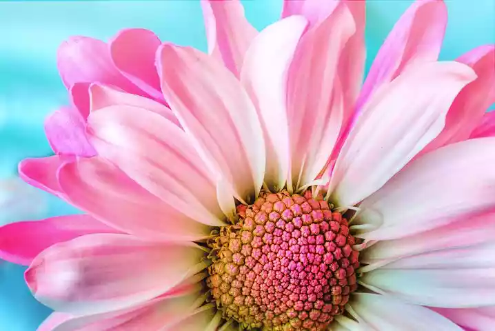 flower-3140492__480.jpg