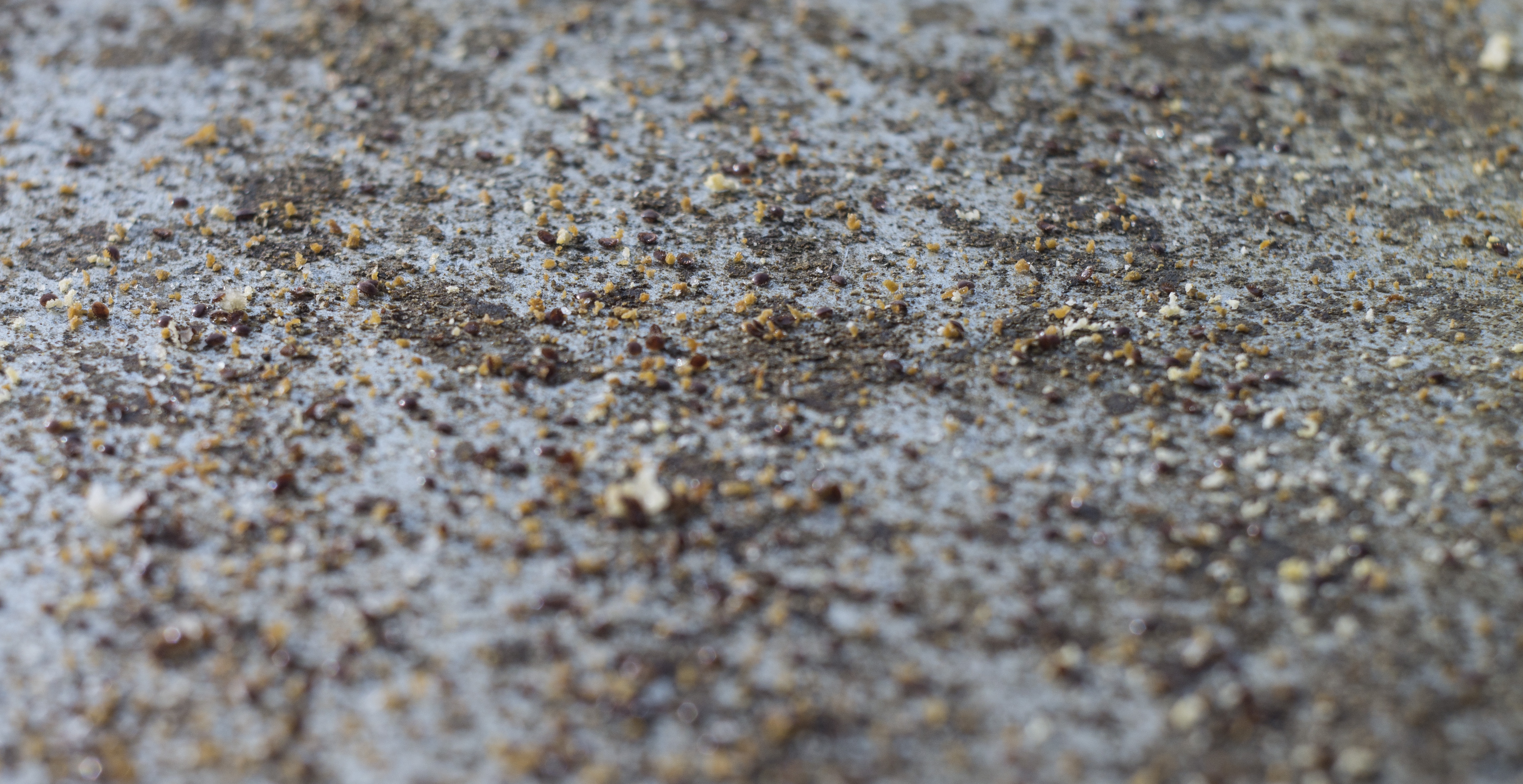 P1090440-1.jpg