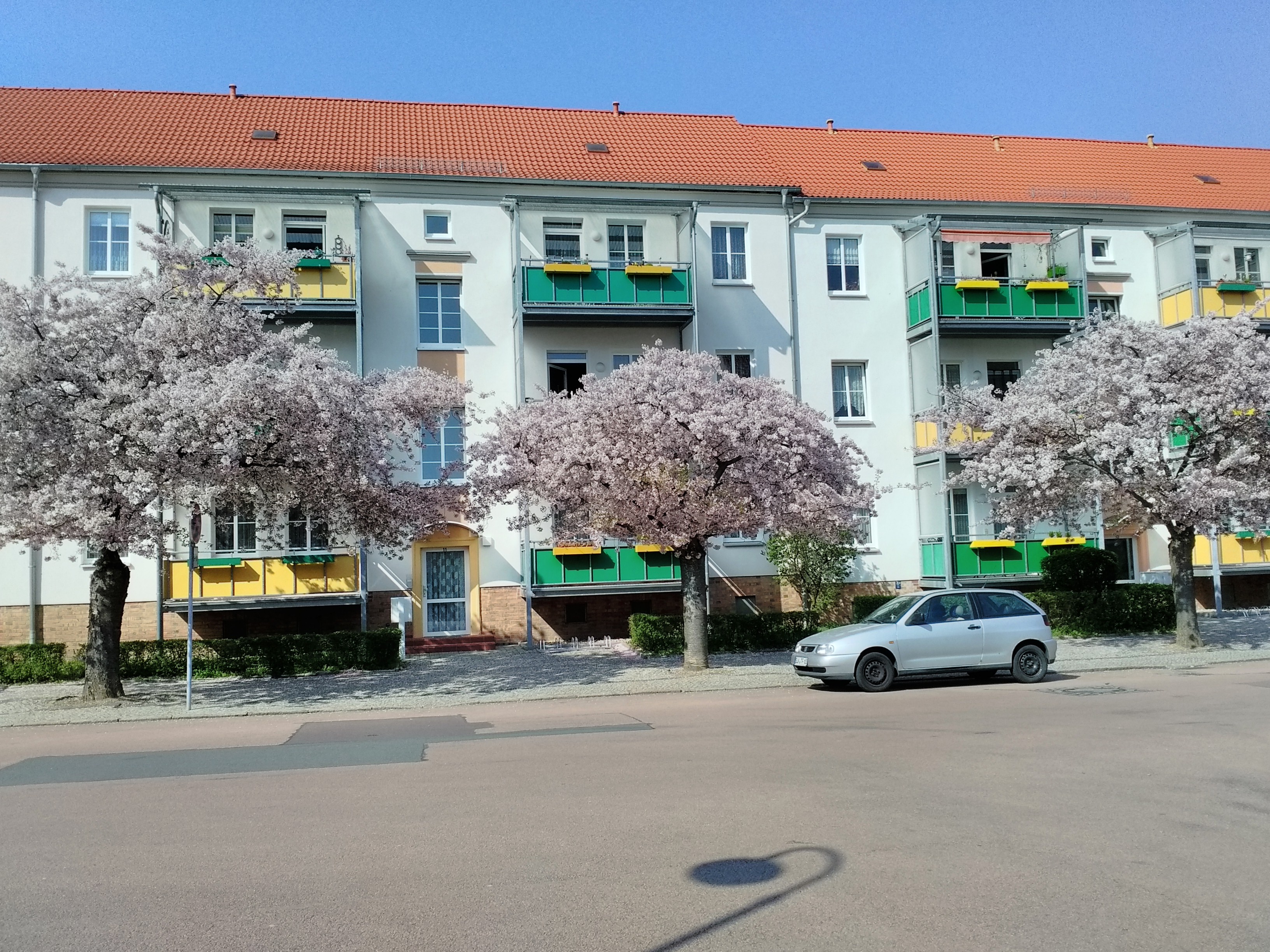 sakura1.jpg