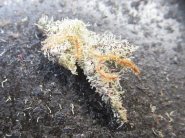 microsplitlilgrindertrich284.jpg