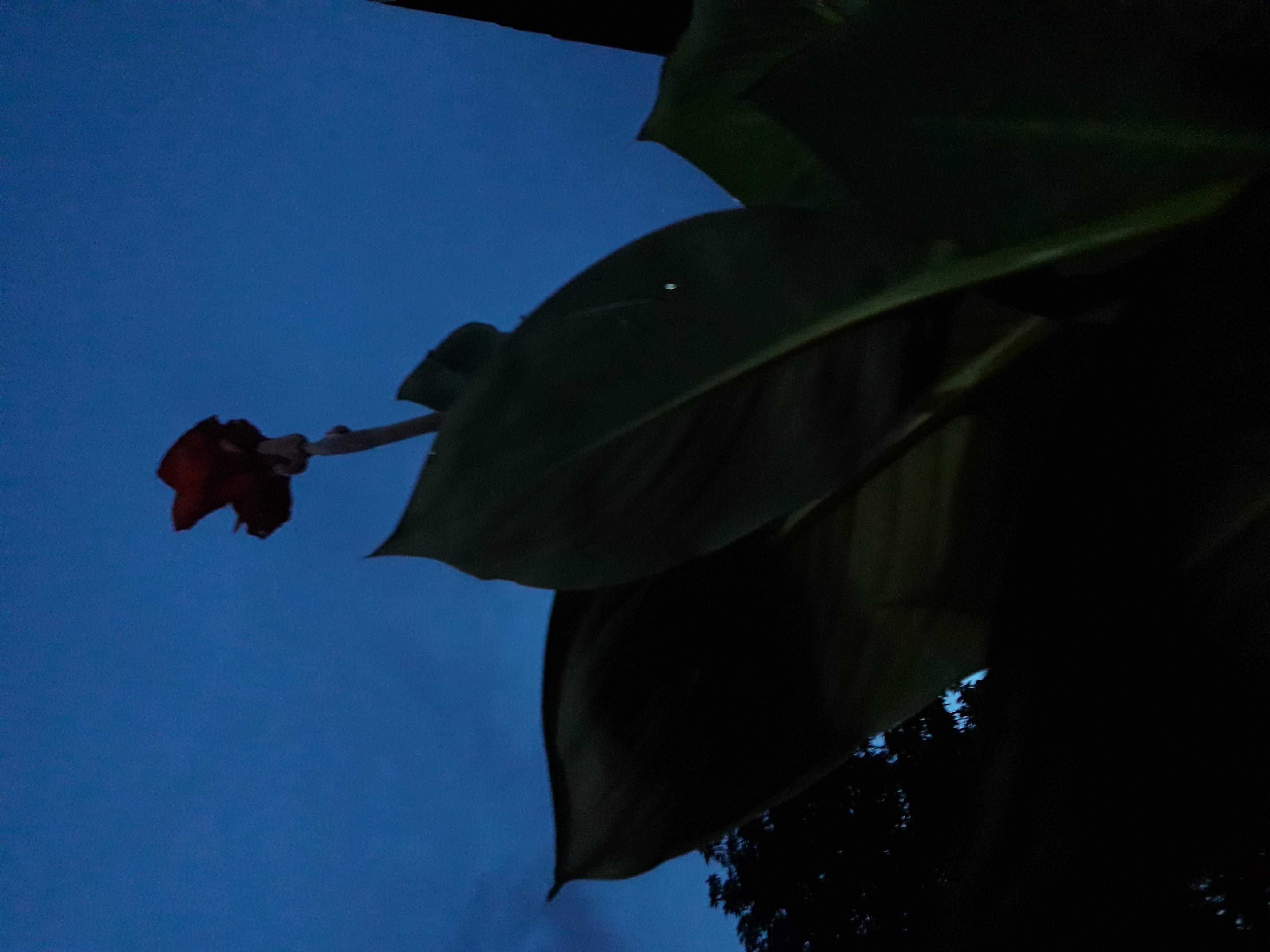 20210814_185044.jpg
