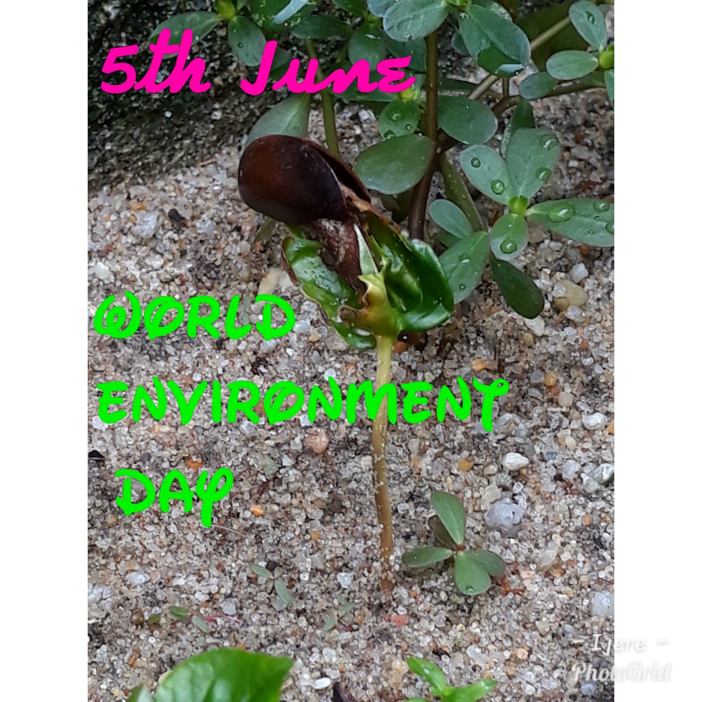PhotoGrid_1528108942385.jpg