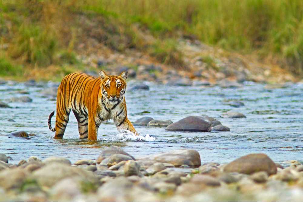 Jim-Corbett-National-Park.jpg