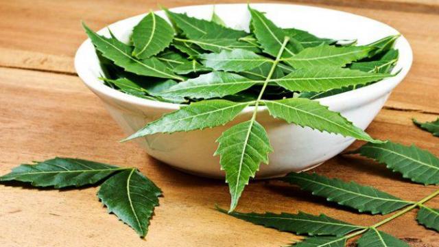 neem__1516497908.jpg