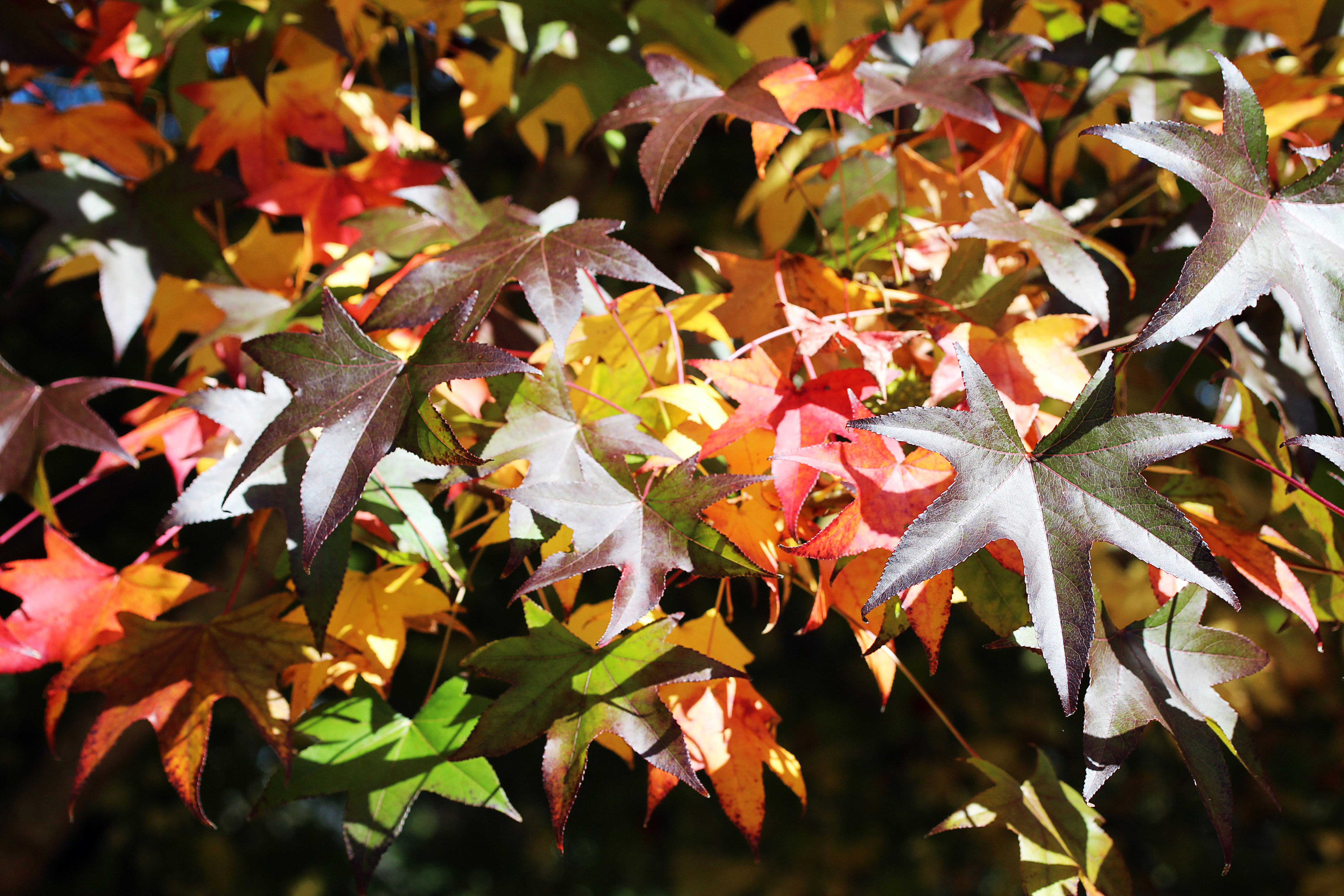 IMG_8933ab.jpg