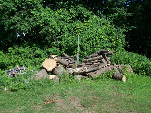 Woodpile crop July 2019.jpg