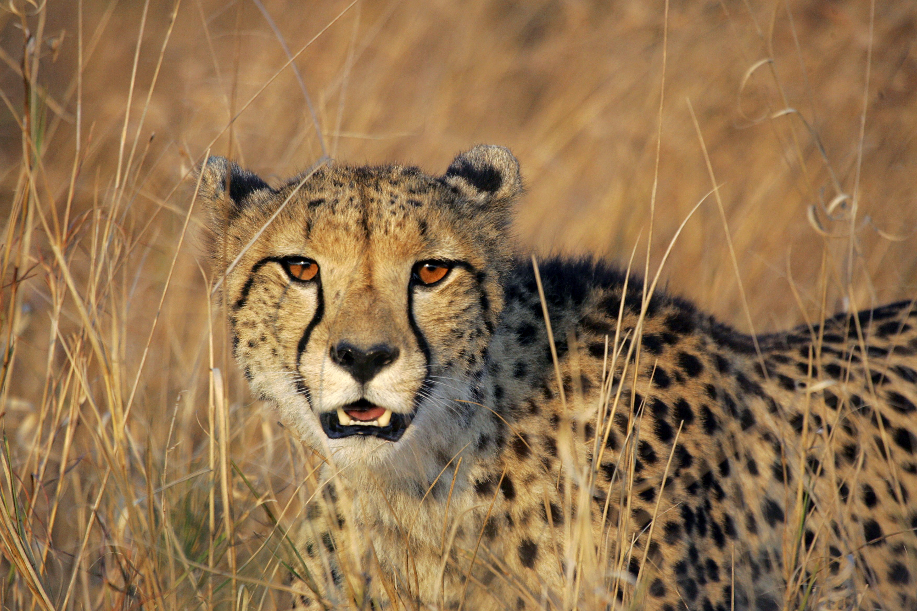 What is Steemit Cheetah ? 