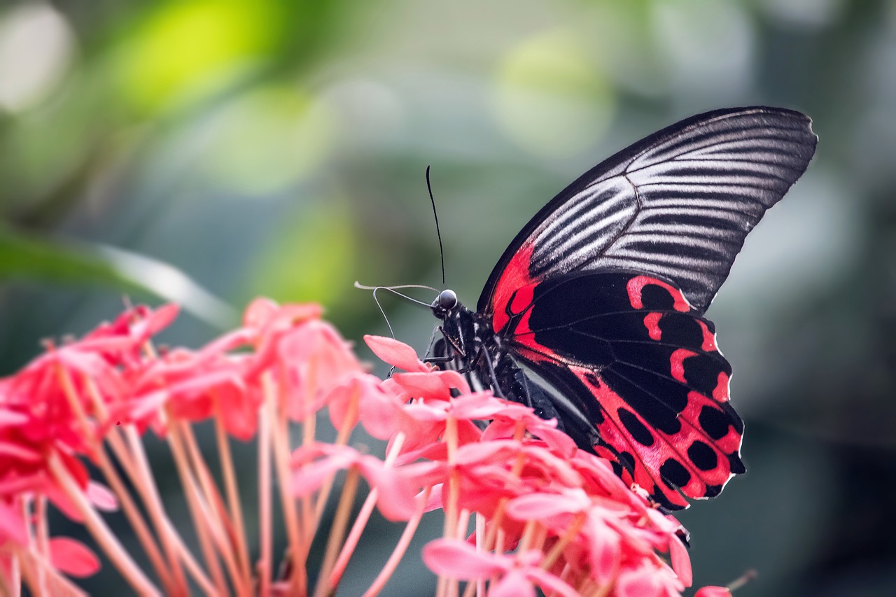 scarlet-mormon-butterfly-g5b139f4f4_1280.jpg
