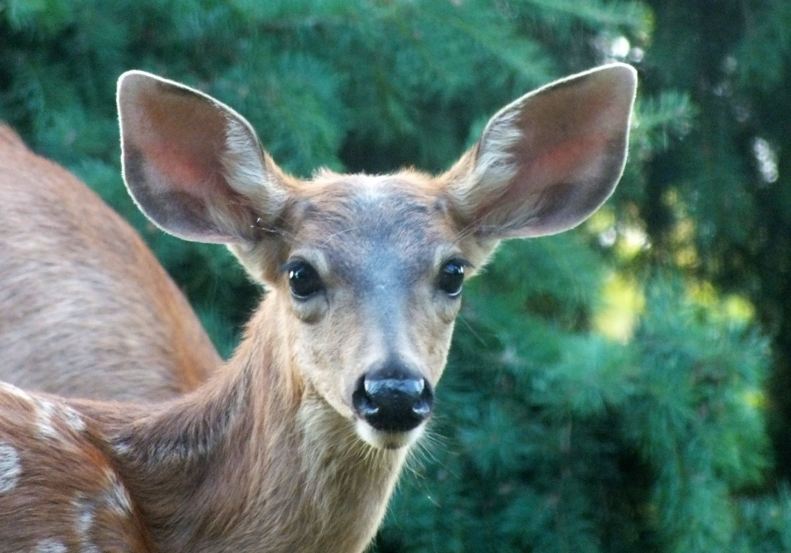 1091-Bambi.jpg