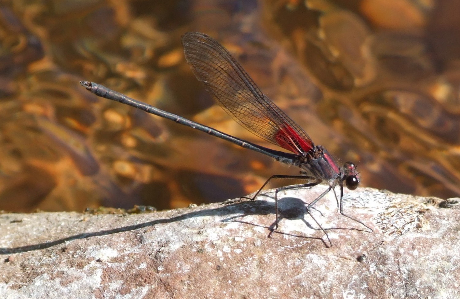0634-Damselfly.jpg