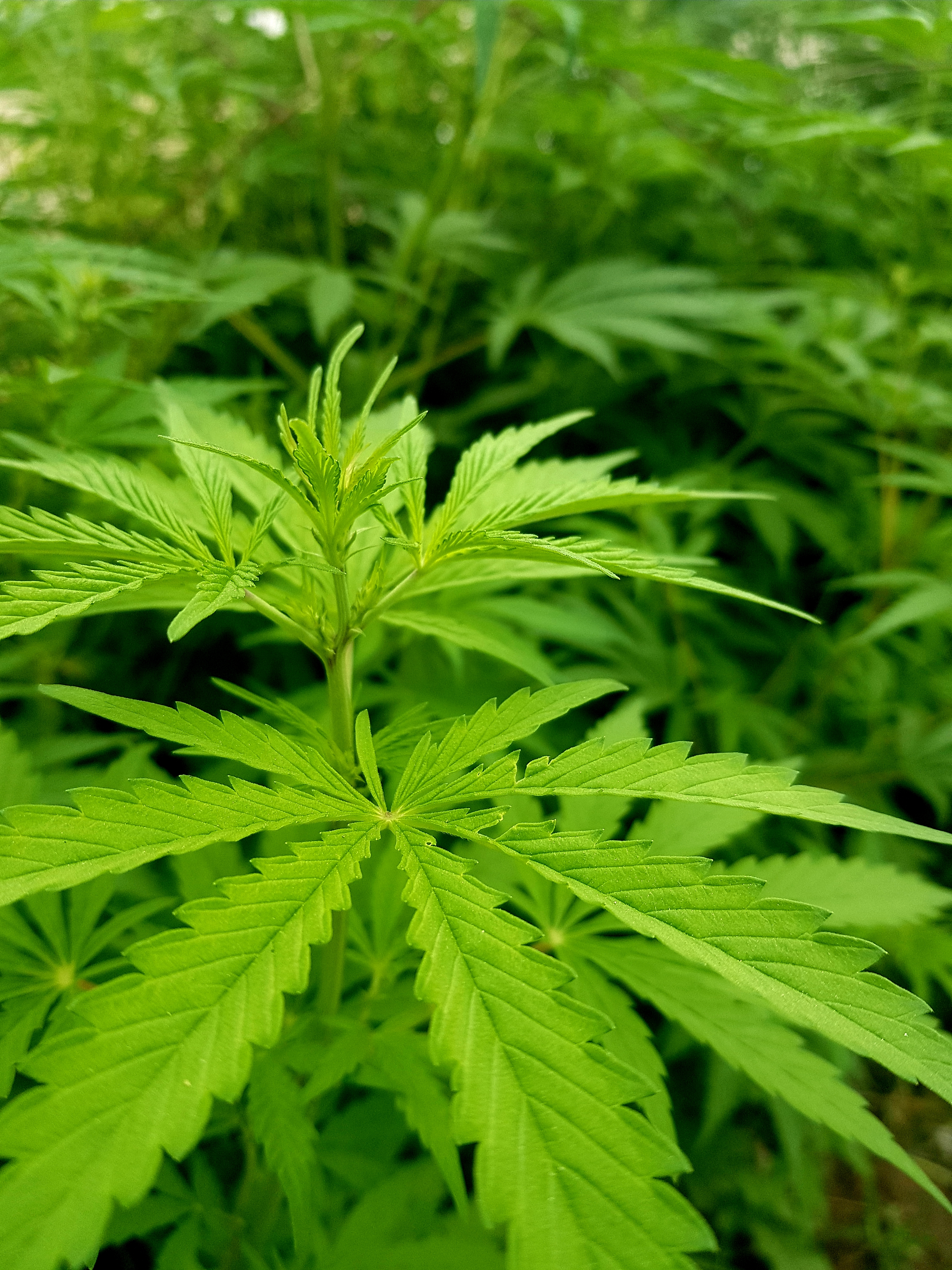 Marijuana (11).jpg