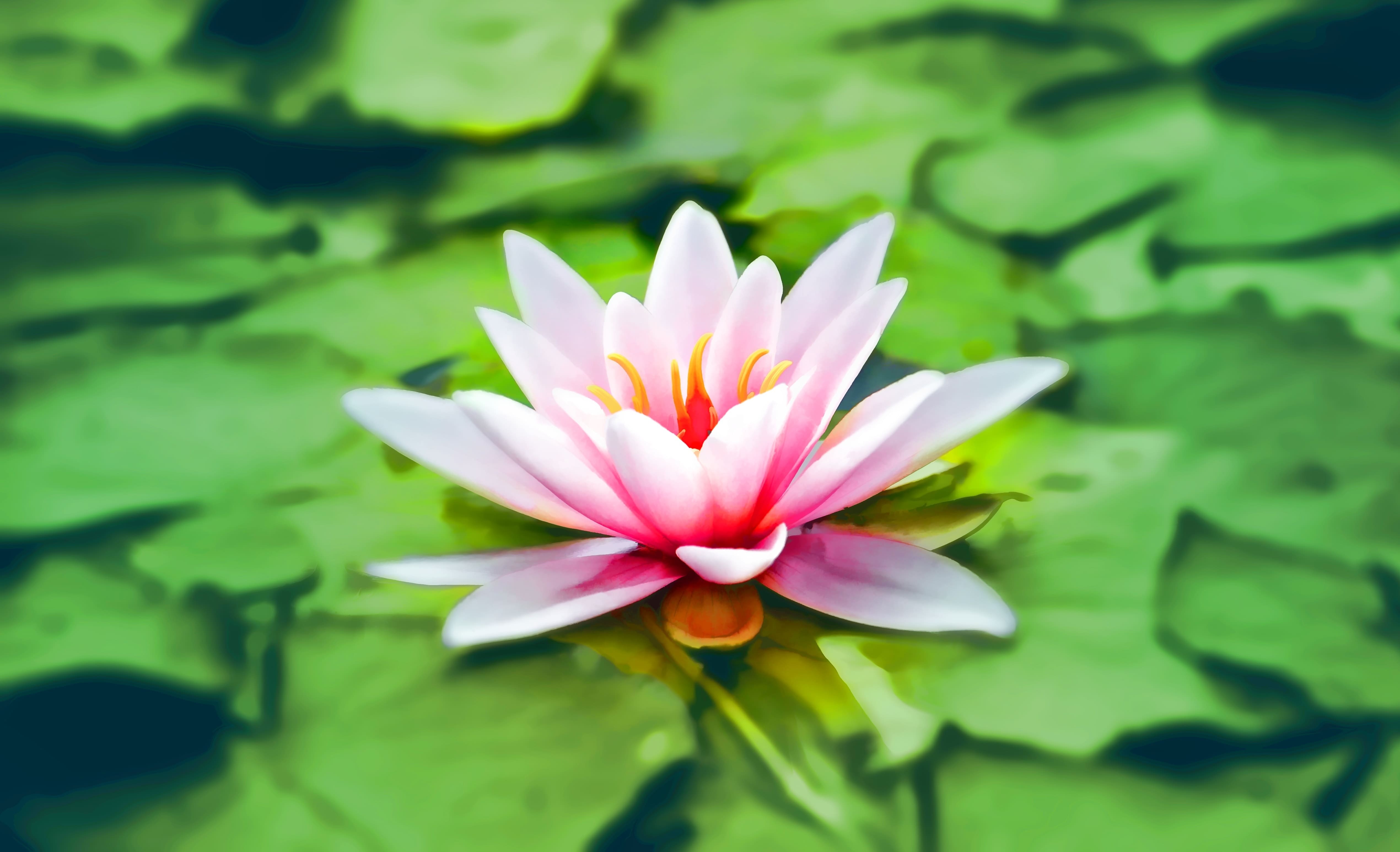 pexels-pixabay-158465 (3)-min.jpg