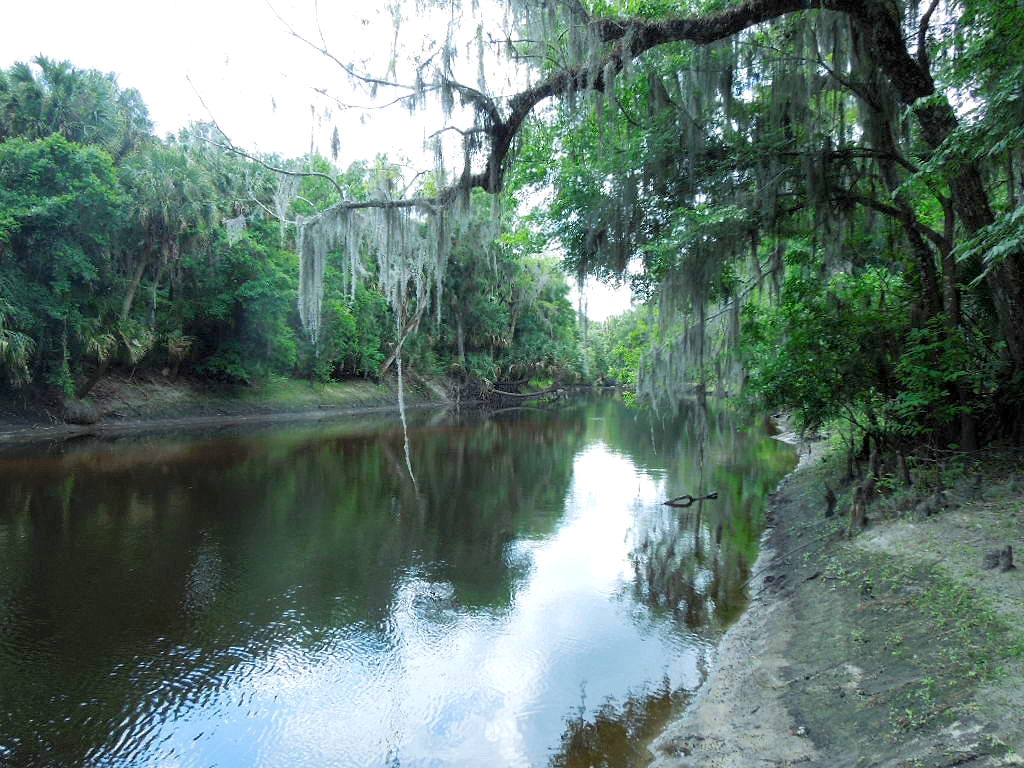 The Bone Island Honey Hole : Fossil Hunting on Florida's Peace River —  Steemit