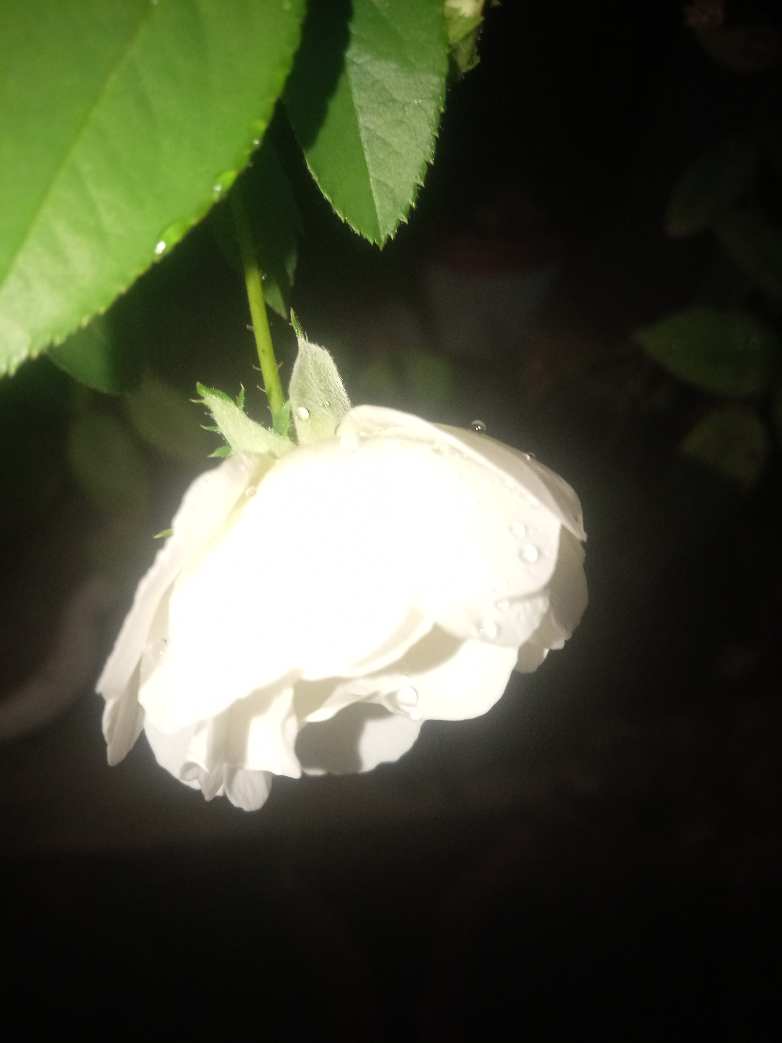 IMG20210626195648.jpg