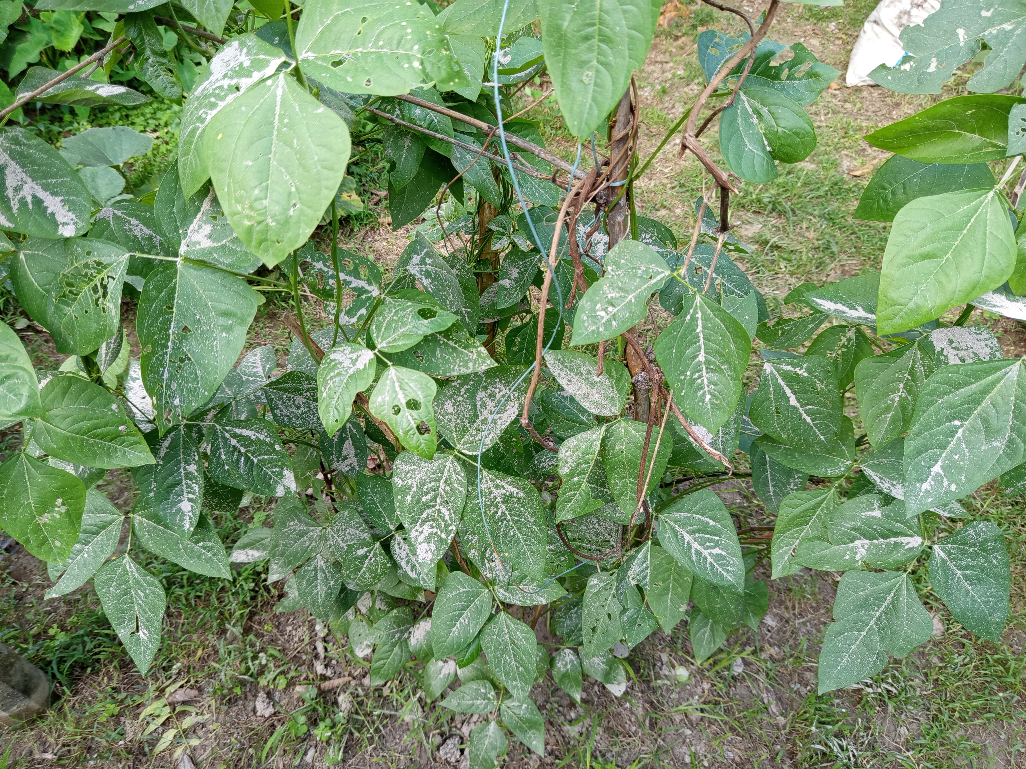 IMG_20260508_172213.jpg