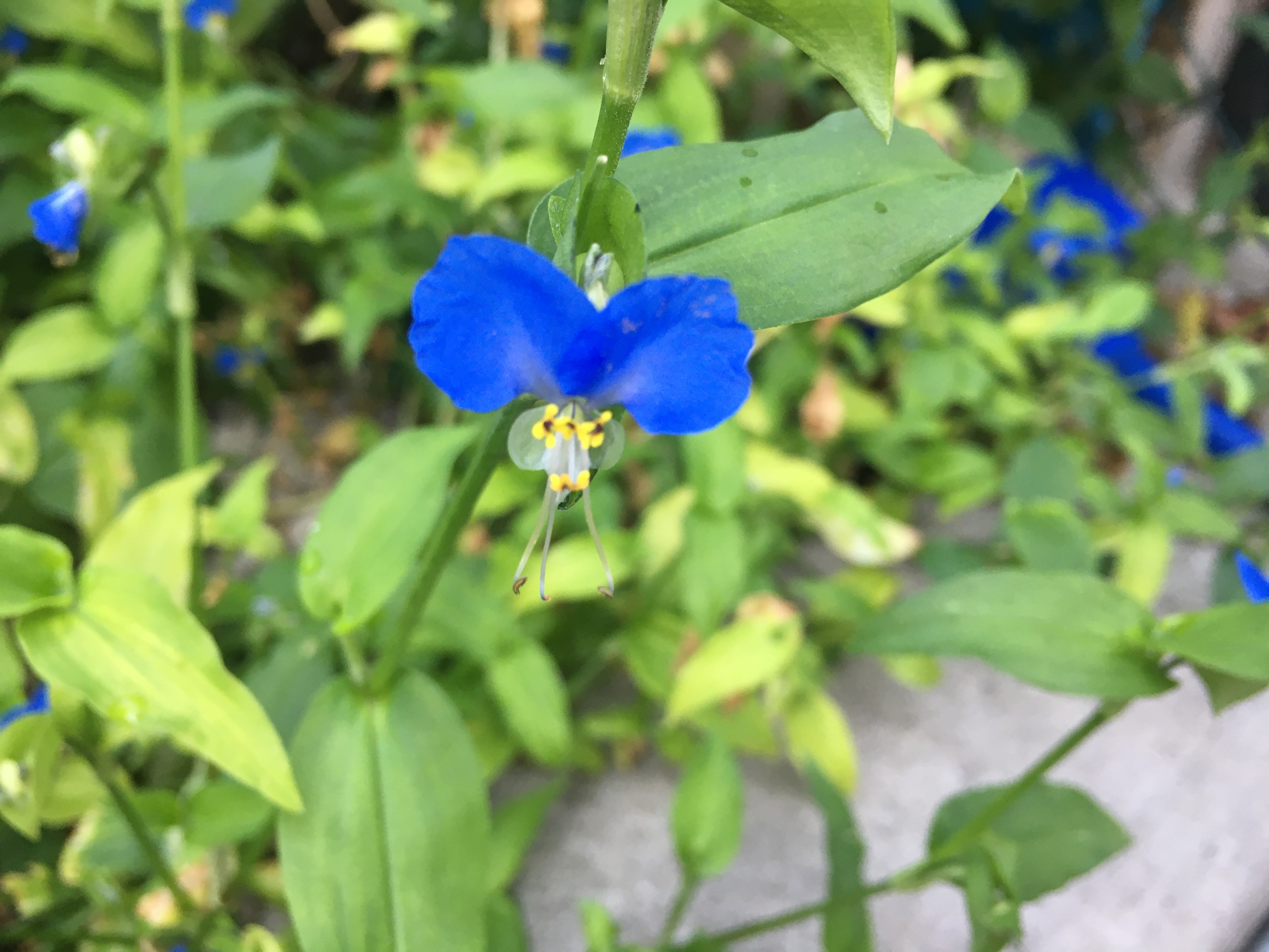 Commelina_communis_aka_the_Asiatic_dayflower (1).jpg