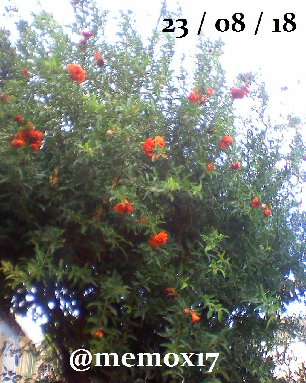 IMG20180822182024.jpg