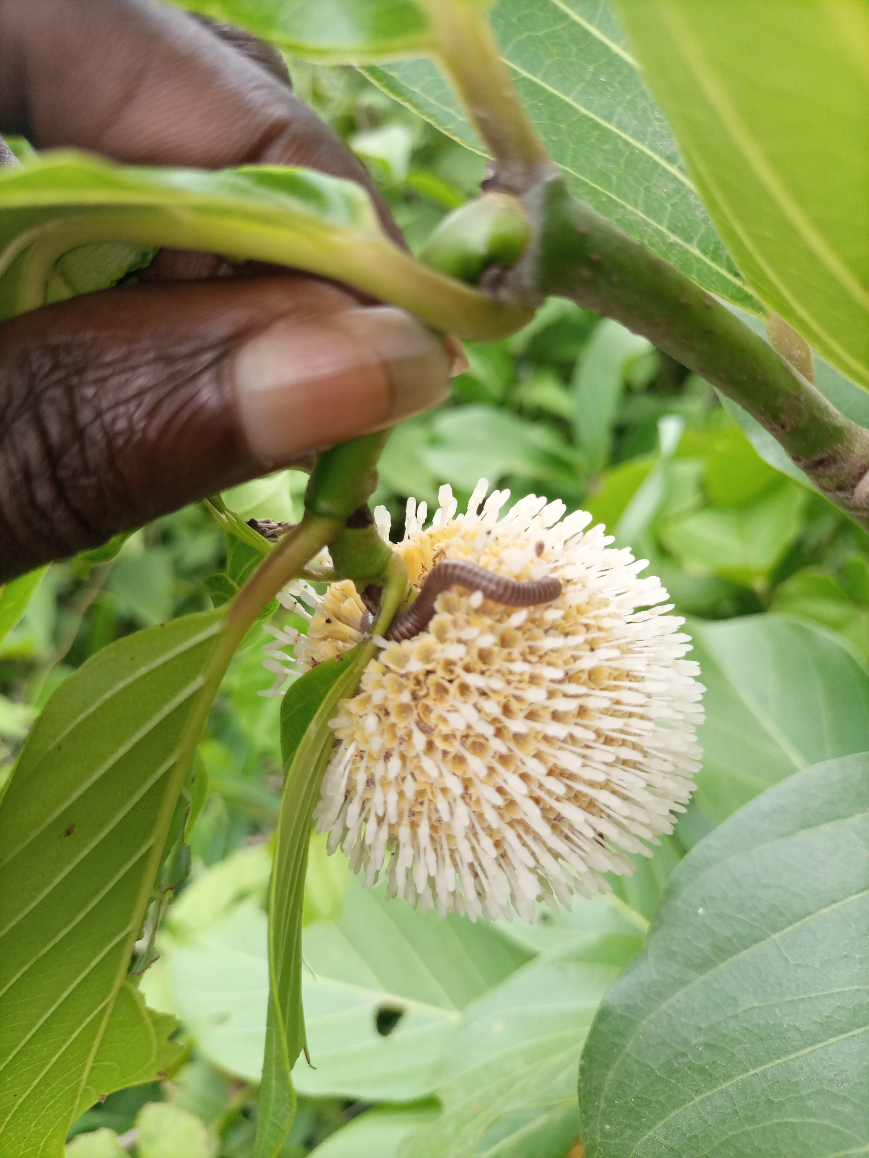 IMG_20210509_145622_448.jpg