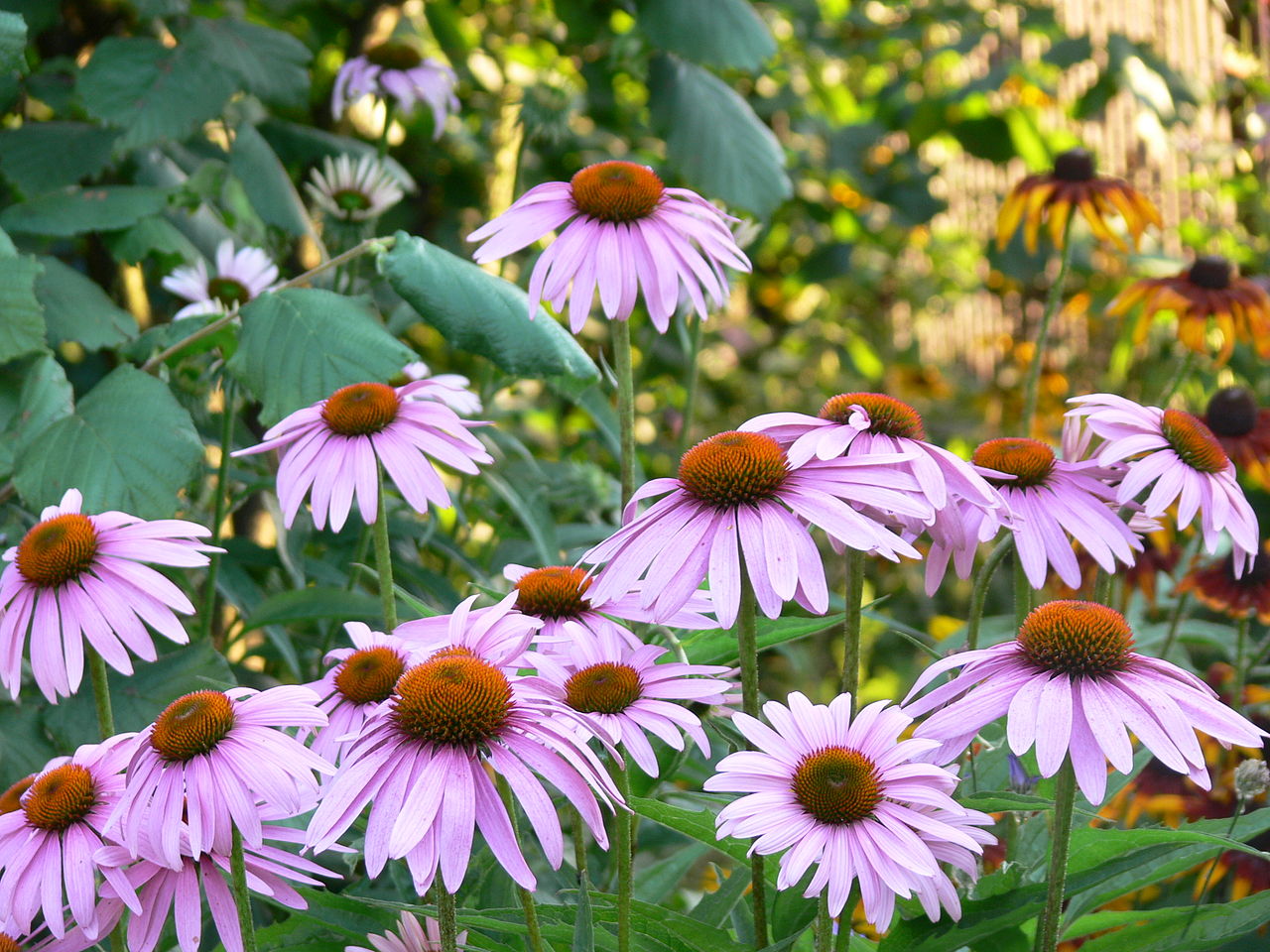 6.-Echinacea_angustifolia.jpg