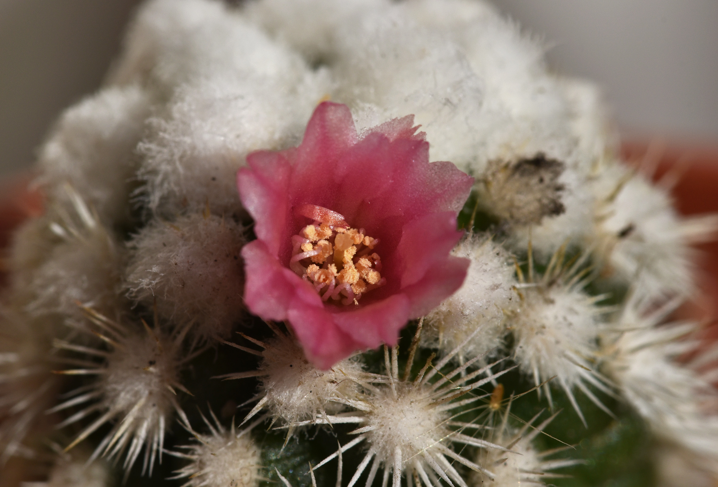 Mammillaria Gracilis Snowcap flower 3.jpg
