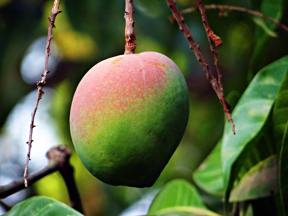 mango-321080_960_720.jpg