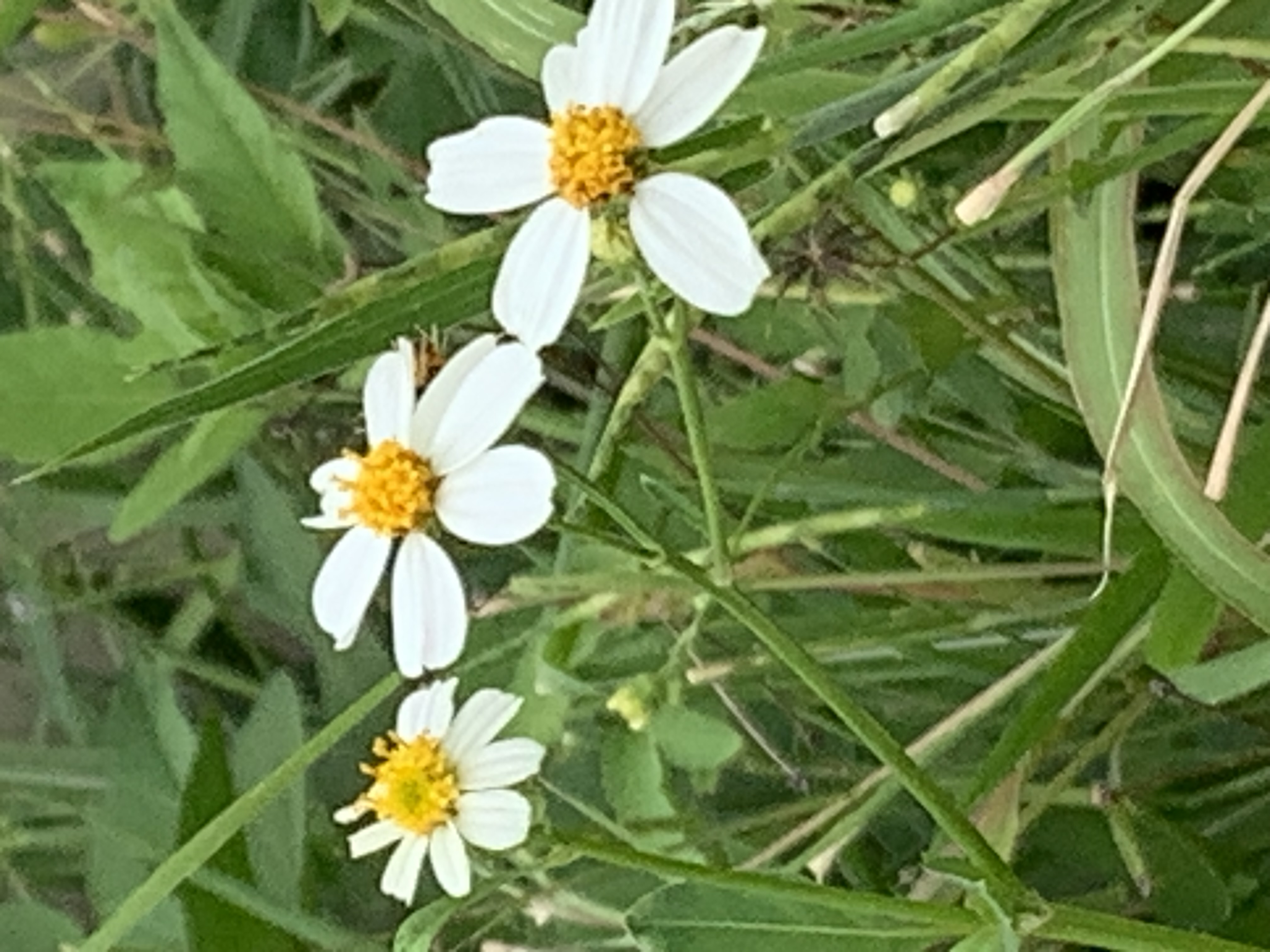 white wildflowers and bees9.jpg