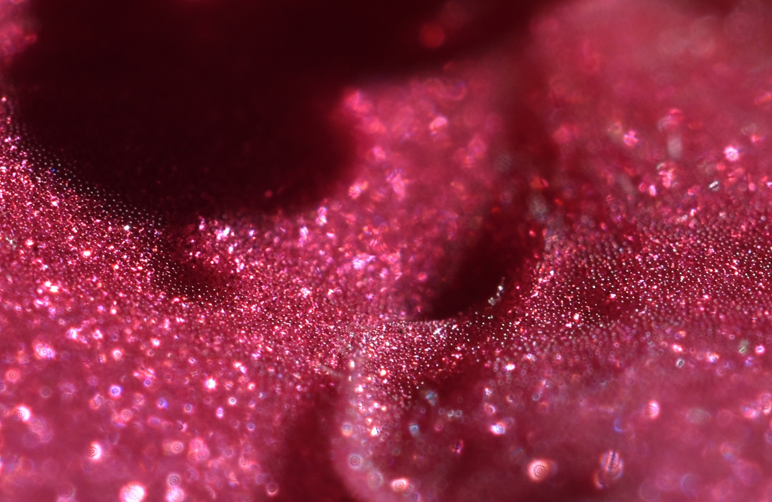 African Violet red 1.jpg