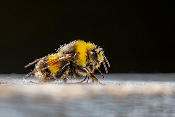 bumble-bee-5497276__480.jpg