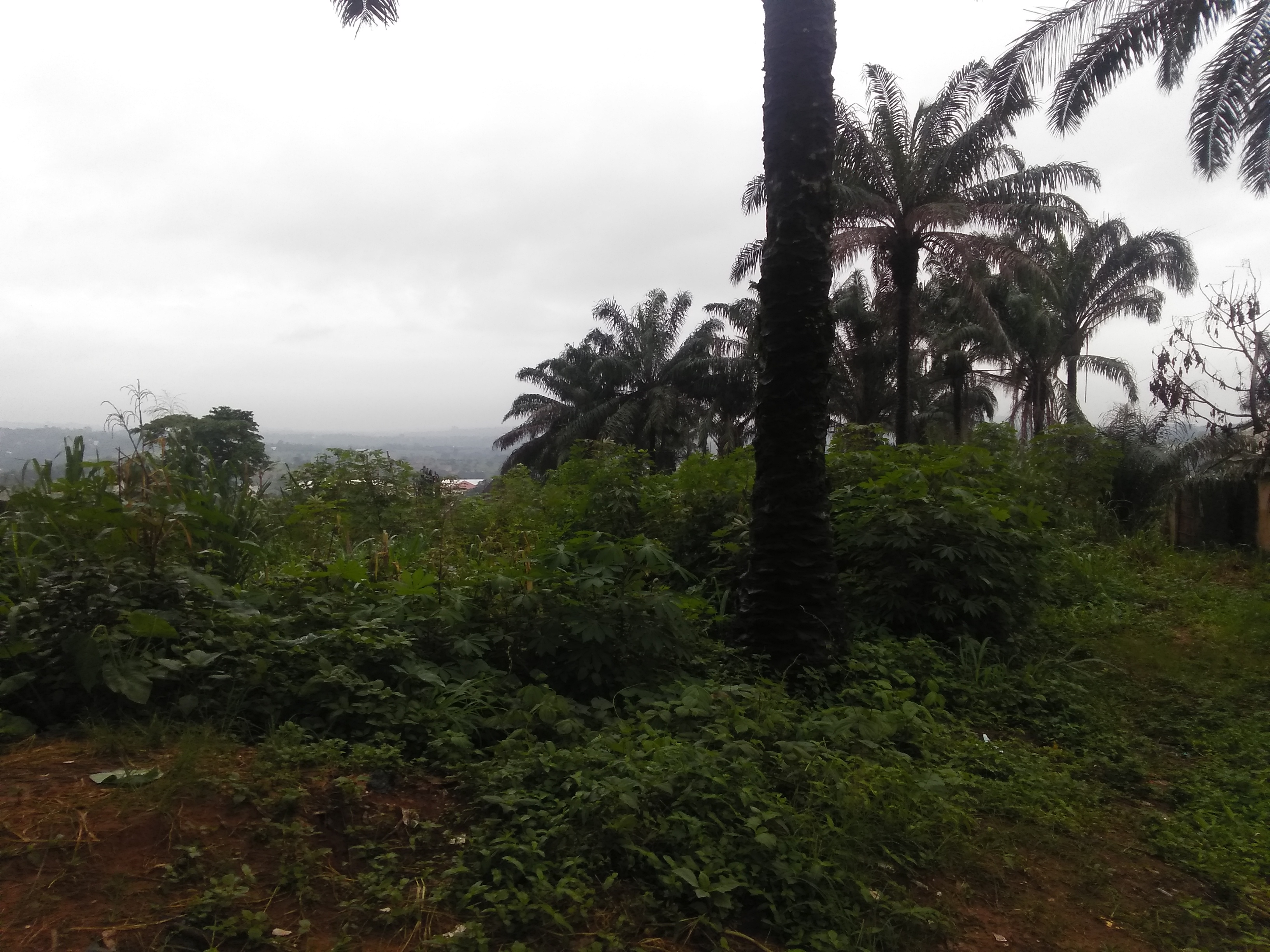 IMG_20210716_081557.jpg