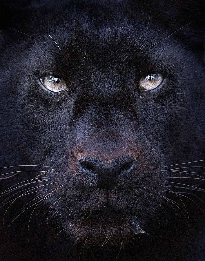 james-johnson