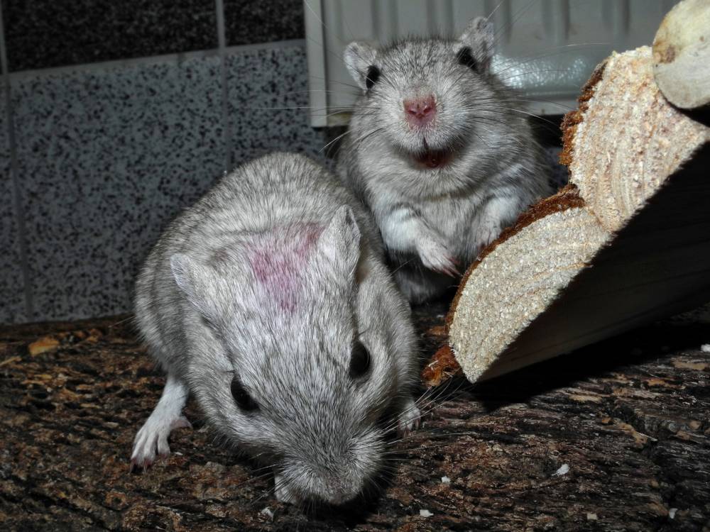 Rennmaus Bild des Tages