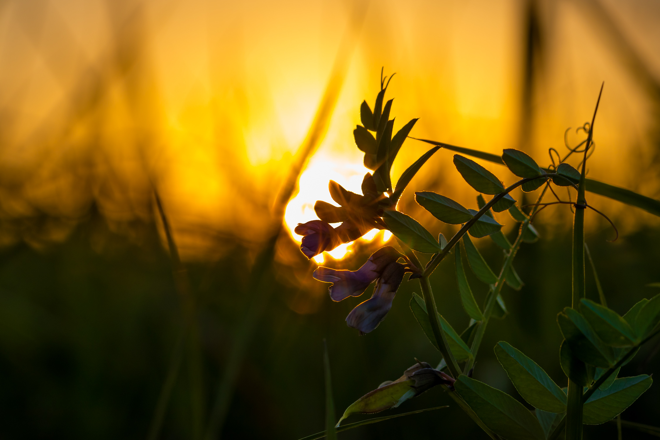 When the sun goes down the day will be ends.JPG