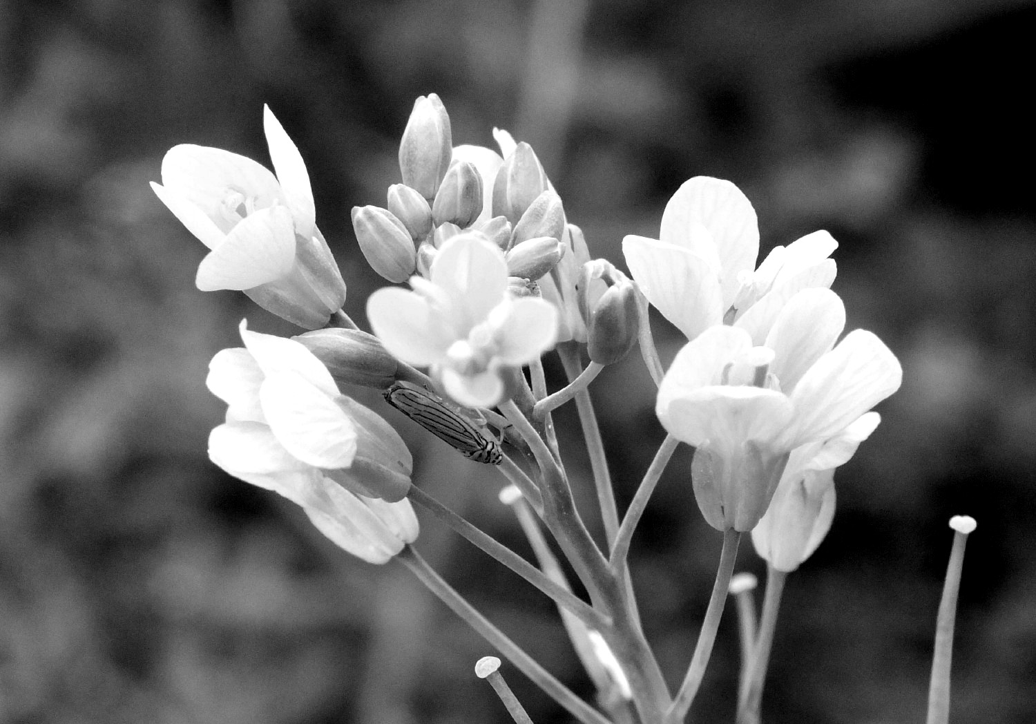 RD0217-Mustard-FlowerBW.jpg