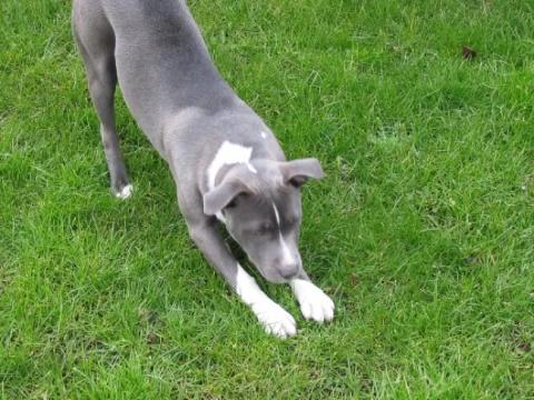 colloidal-silver-dog_1.jpg