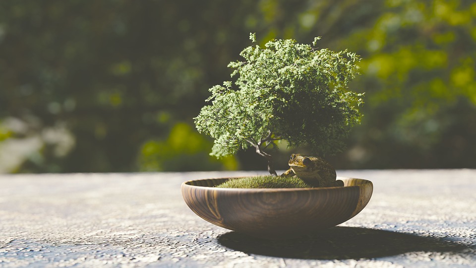 bonsai-1313531_960_720.jpg