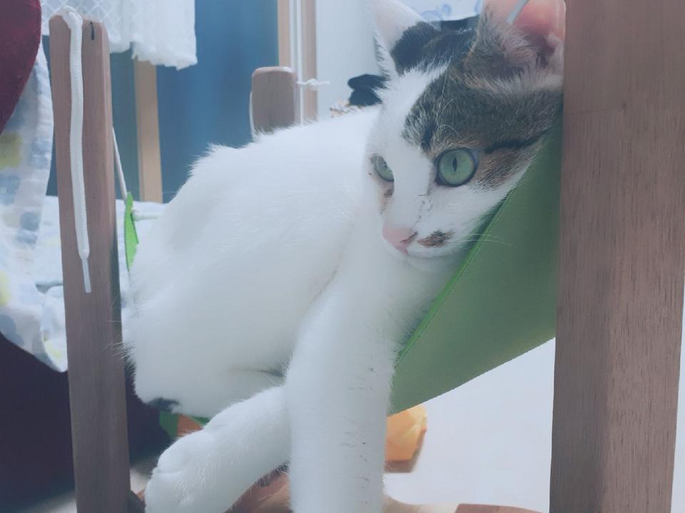 woodworking - A dog bed and cat hammock. 개 침대와 냥이 해먹 만들기
