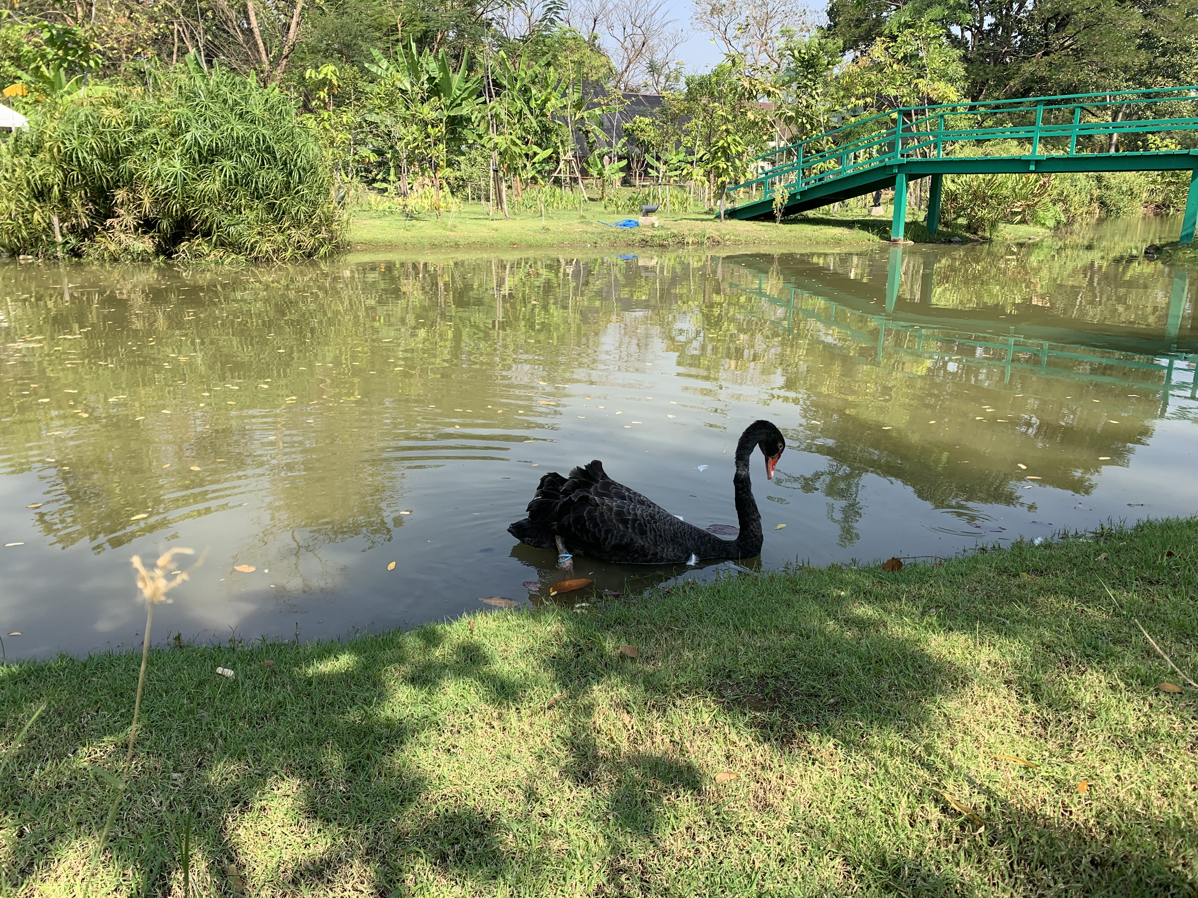 Queen Sirikit Park103.jpg