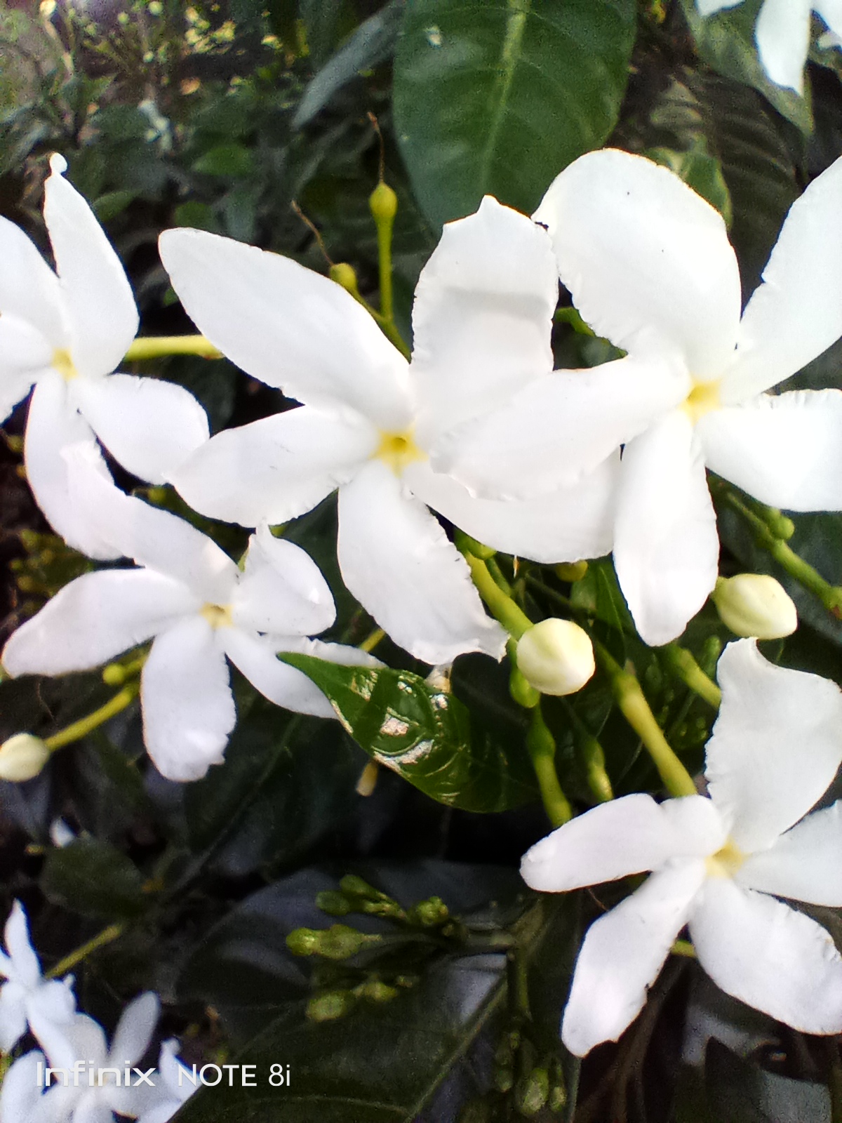 Photography beautiful white flowers — Steemkr