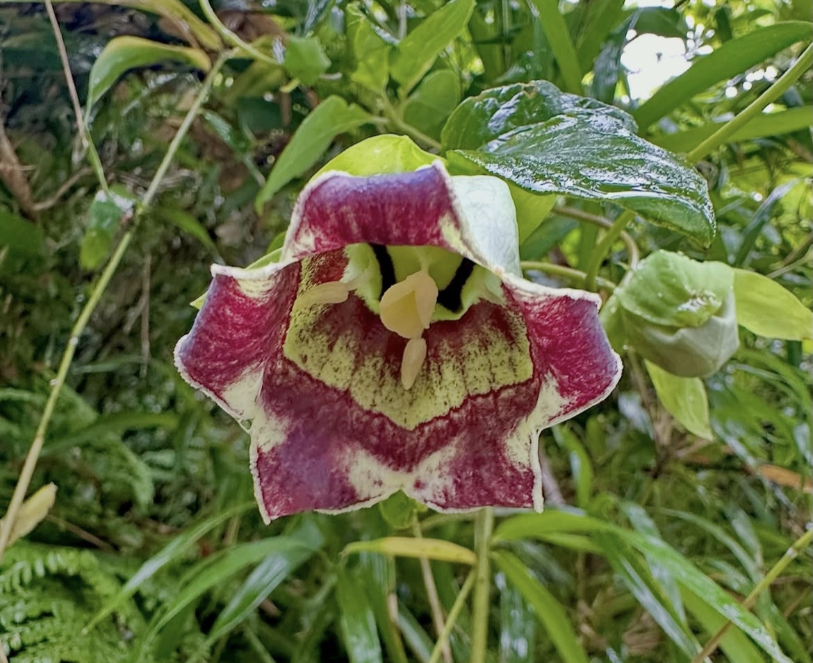 Mountain Sea Snail Flower: A Unique Beauty Hidden in Nature