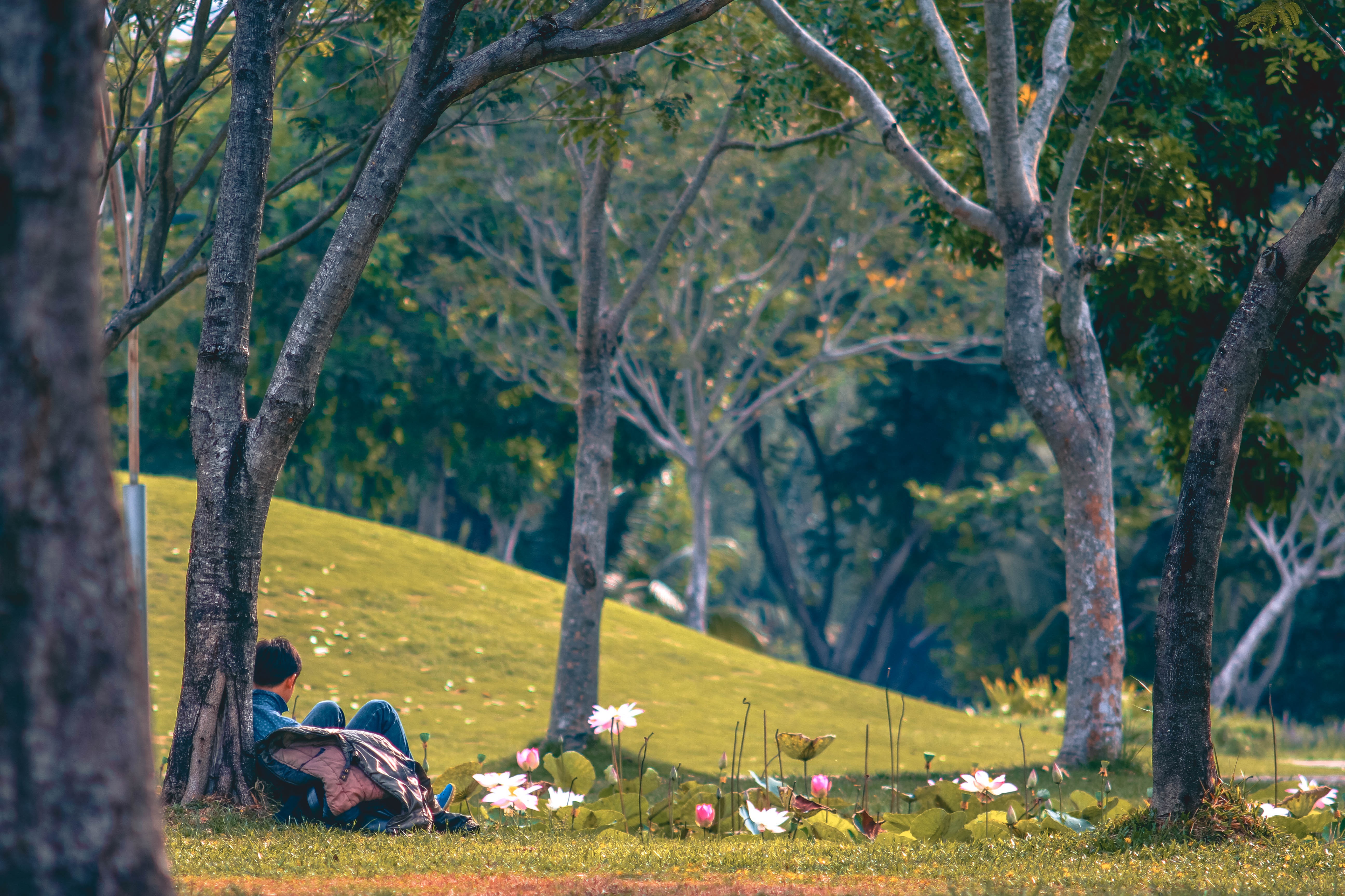 harpenz-park-4143385.jpg