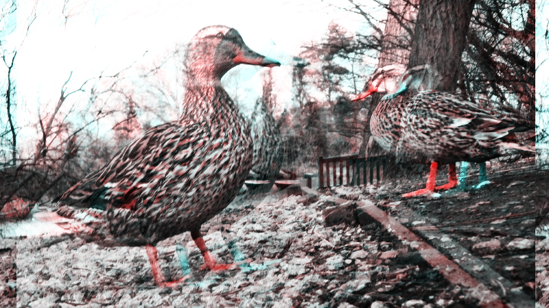 Quackers - 2019-03-09T160308.481 (2).png