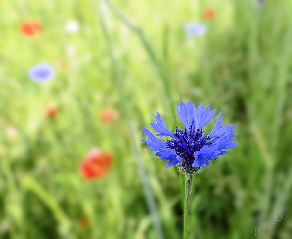 fridayblue64.jpg/