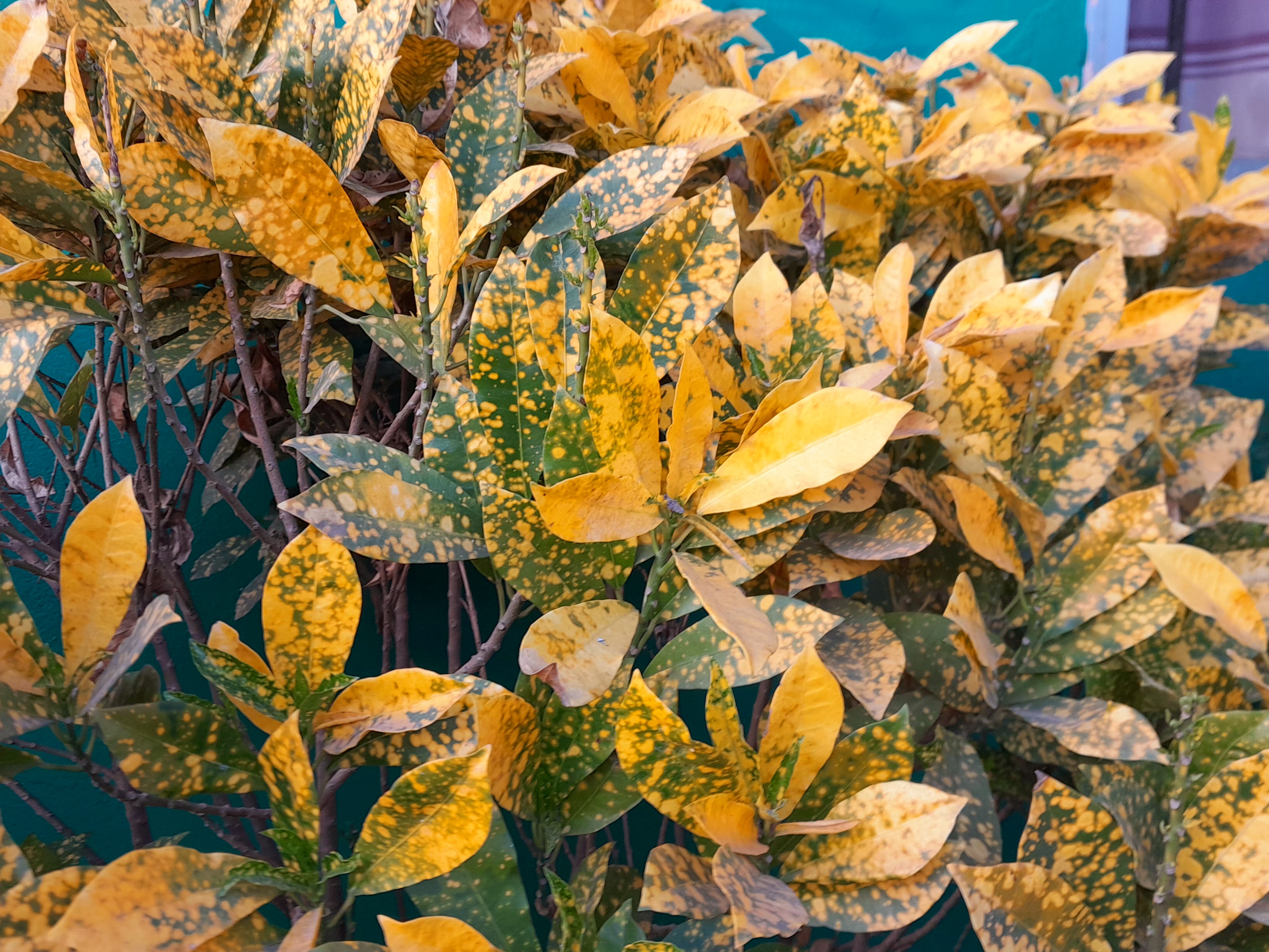 Garden Croton Photography